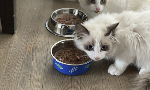 Gatos comendo ração